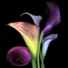 lilies