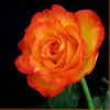 Orange Rose