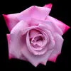pink rose