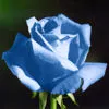 blue rose