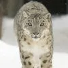 snow leopard