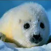 baby seal