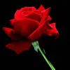 red rose