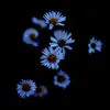 blue flowers