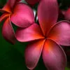 pretty pink flower
