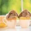 Bunnies in cups