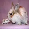 Bunny with rat