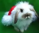 Santa bunny