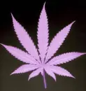 Purple Haze