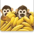 The Telus Monkeys!! soo cute