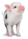 Telus Piggy!! Soo Totally Adorable