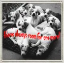 puppies!