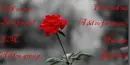 Red rose