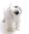 doggie