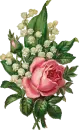very beauitful rose