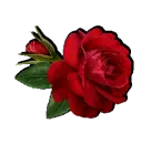 pretty bright red rose