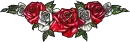 red and white roses