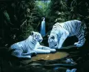 2 WHITE TIGERS