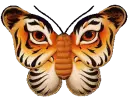 tiger butterfly