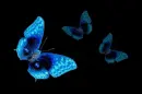 blue beauty butterfly
