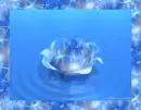 blue flower on a lake