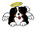 angel dog