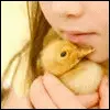 cute duck