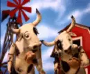 cows rc6