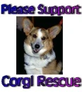 Corgi Rescue