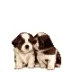 â™¥kawaii puppies in â™¥