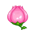pink flower