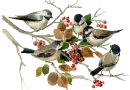winter birds