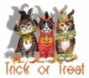 Halloween cats