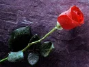 Flower in garden