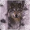 Wolves