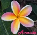 Amanda Flower