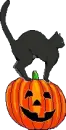 black cat sit on pumpkin 