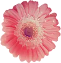 PINK FLOWER