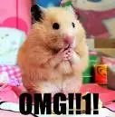 hamster saying "omg!"