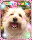 cute lovely dog