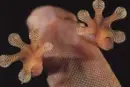 Bottom of Gecko