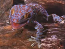Lizzard Lookin