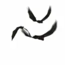 Halloween Bats