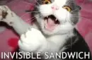 funny cat