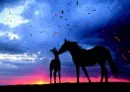 :~:Horse's Dreams:~:
