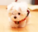 puppy 