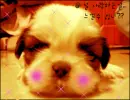 puppy 