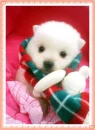 puppy 