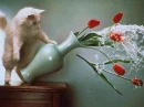 cat crash