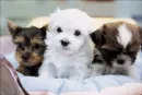 puppy 